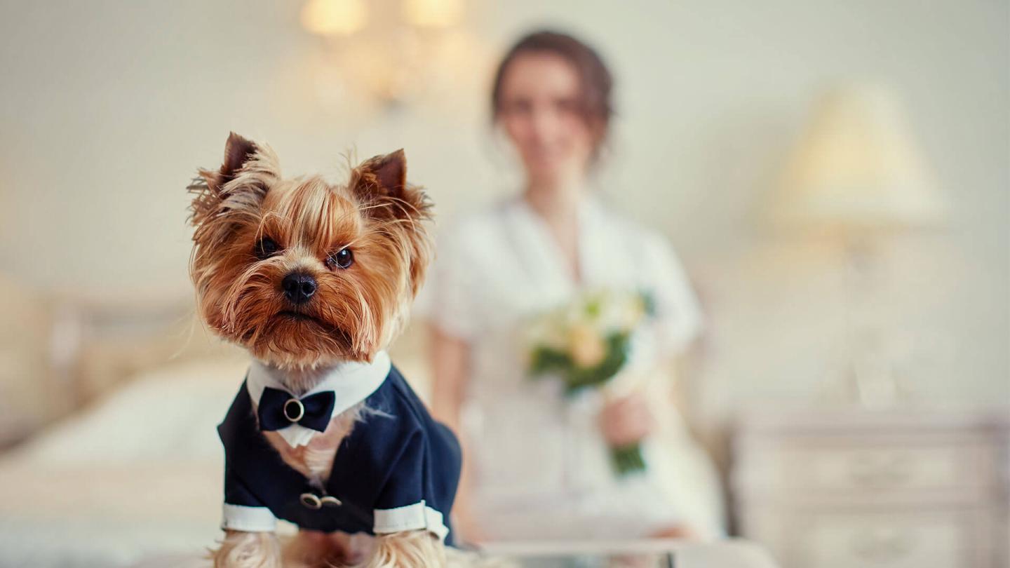 Discover Pet Friendly Wedding Venues in New England