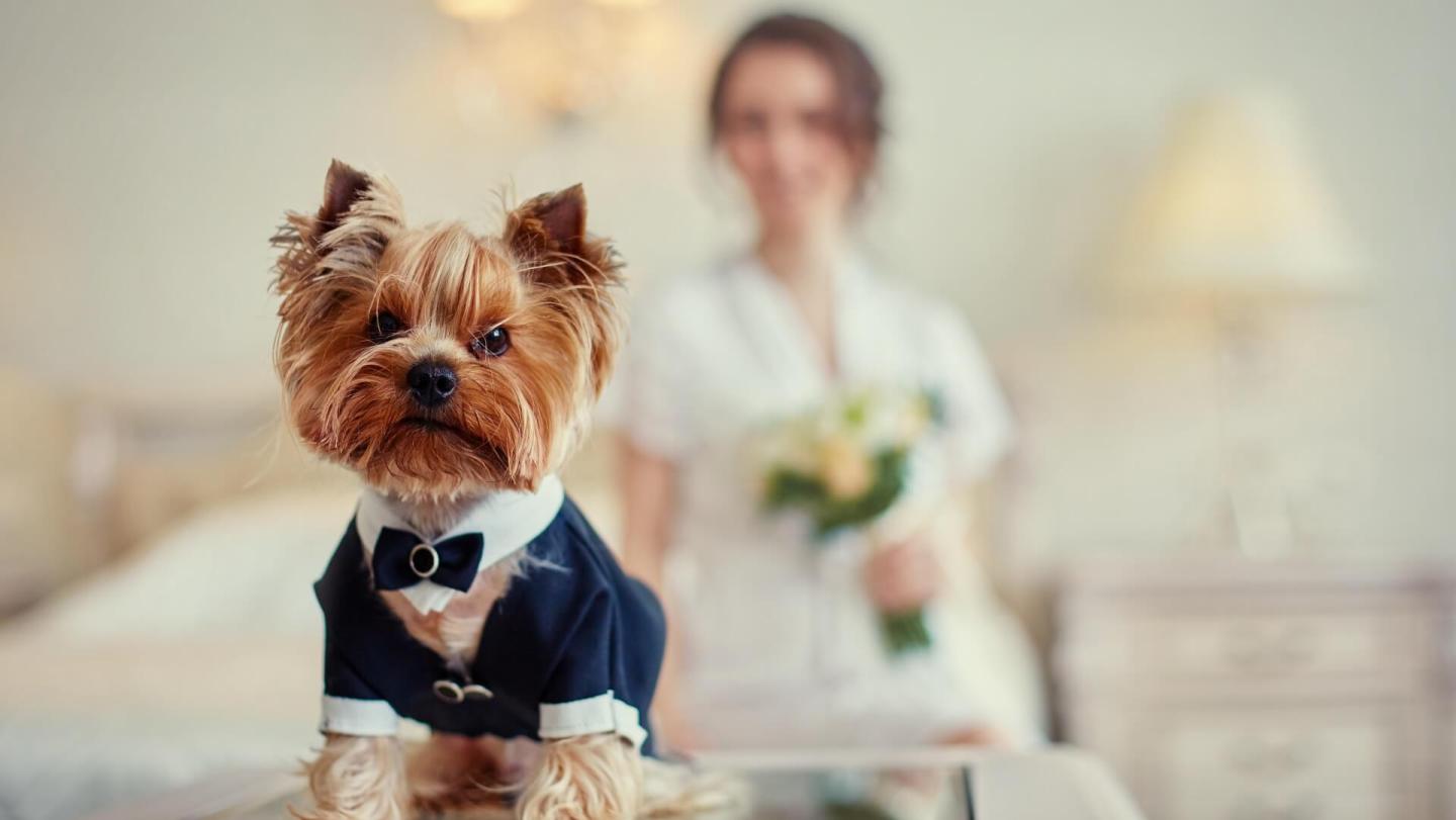 pet friendly wedding Interlaken Inn