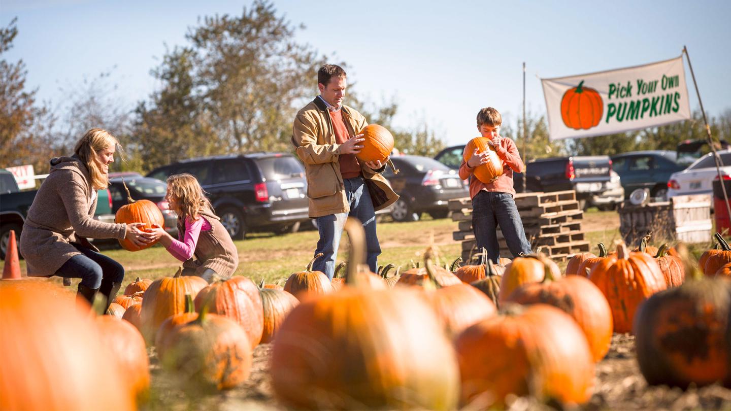 Picking Pumpkins in New Hampshire
