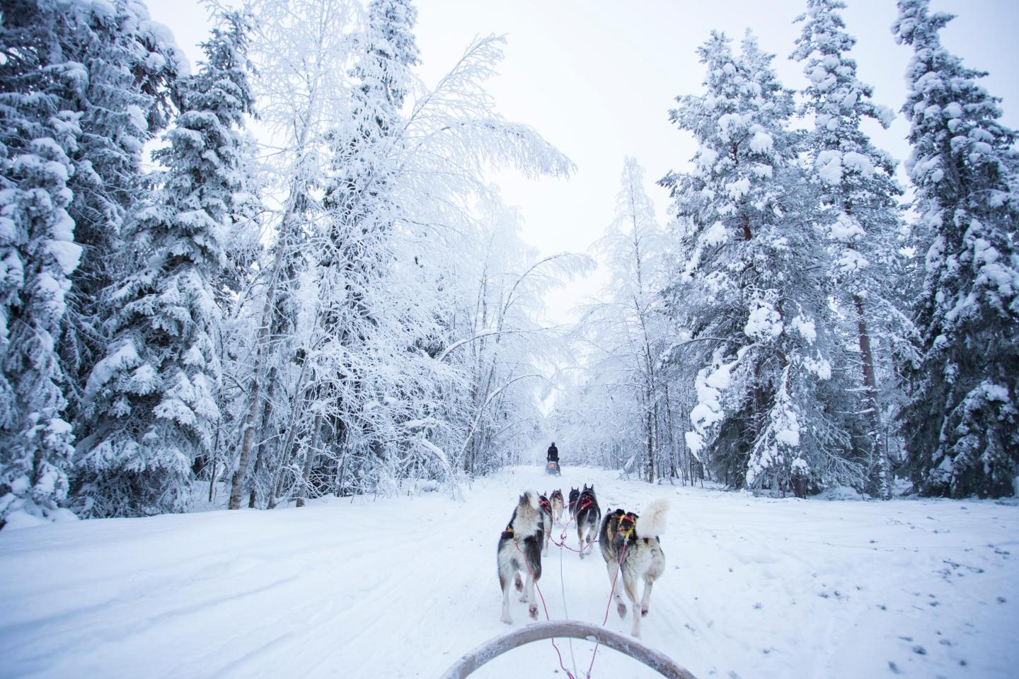 dog sledding