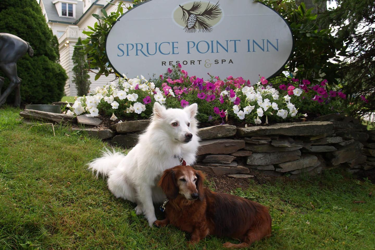 Spruce Point Inn pet friendly wedding
