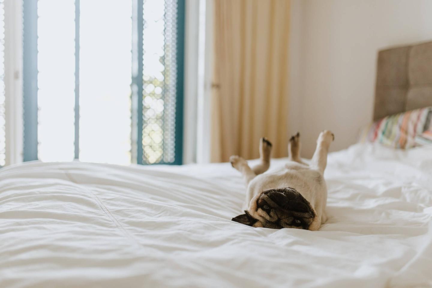vermont-pet-friendly-lodging-phineas-swann