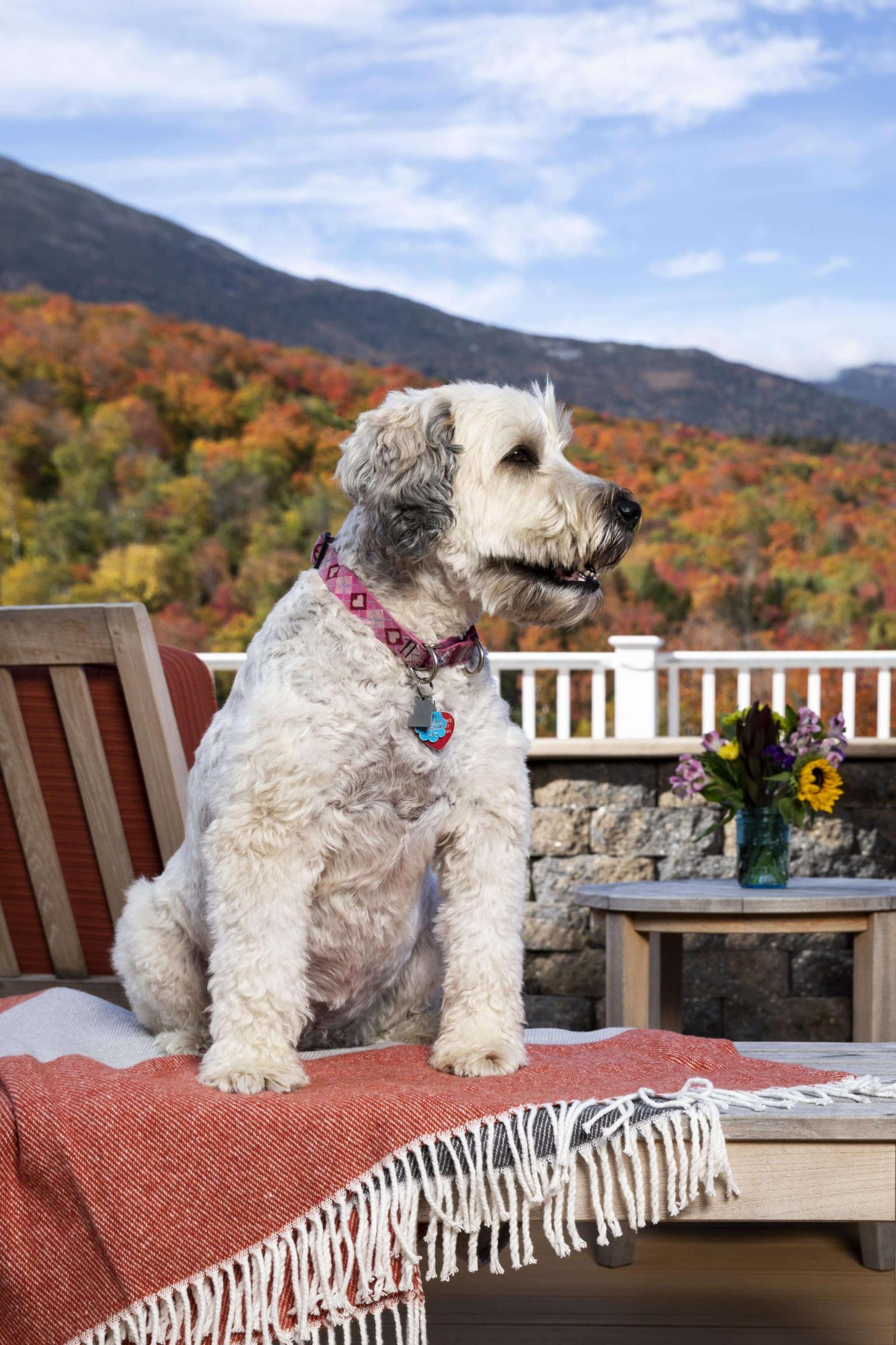 Gilford Nh Pet Friendly Hotels