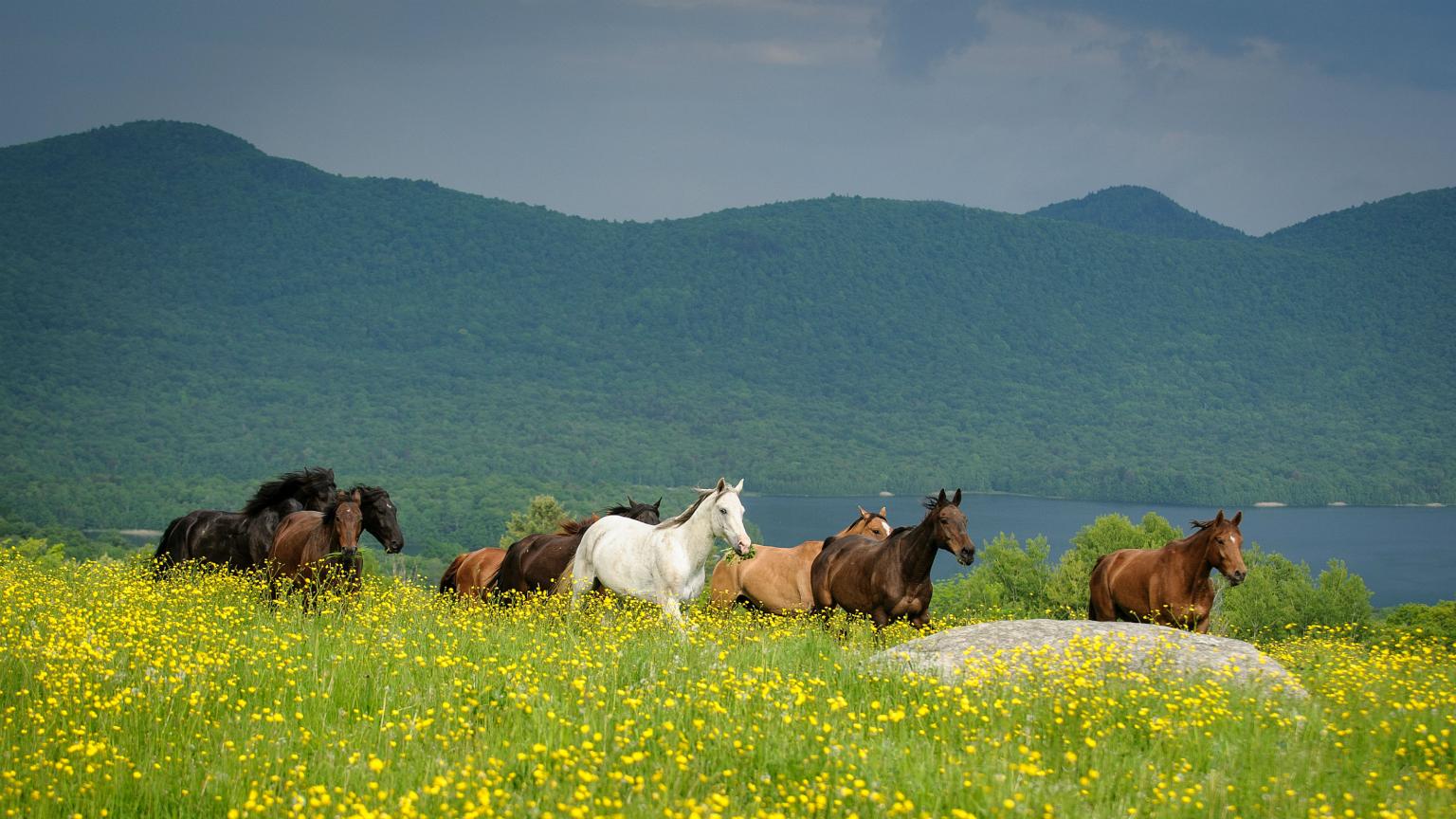 Mountain Top Inn & Resort equestrian center