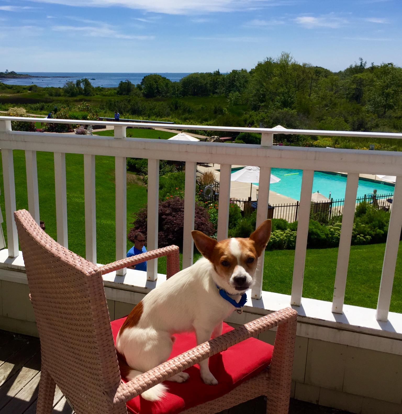 Dogs are warmly welcomed at Inn by the Sea