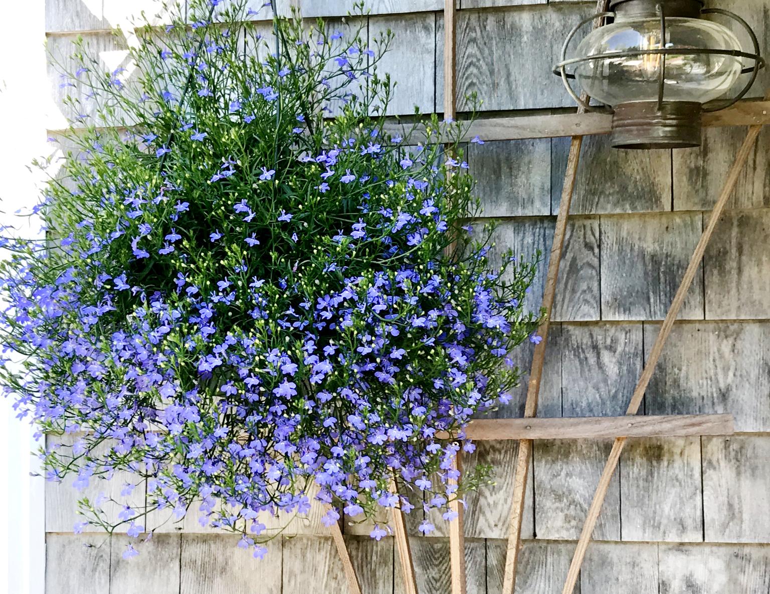 Morning Glory Inn Maine, flowers greet you