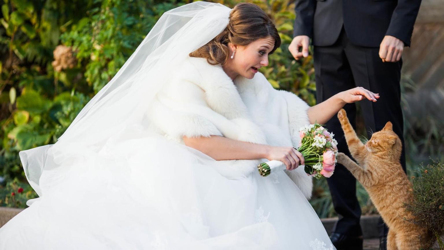 pet friendly wedding Boston Park Plaza