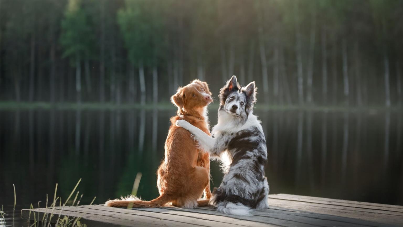 mill-falls-pet-friendly-vacation-new-hampshire