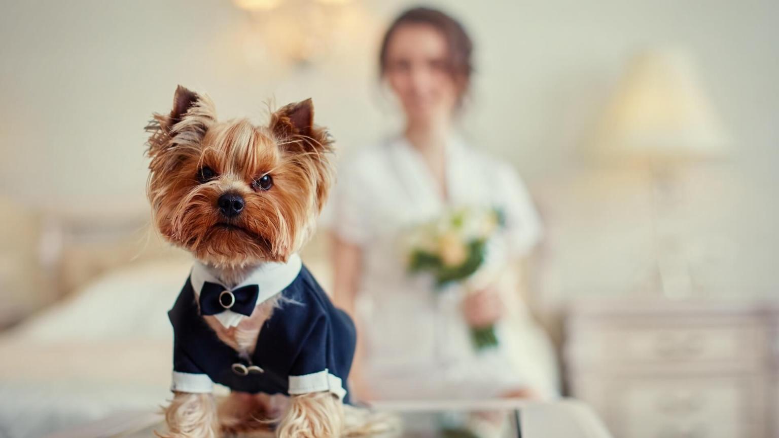 pet friendly wedding Interlaken Inn