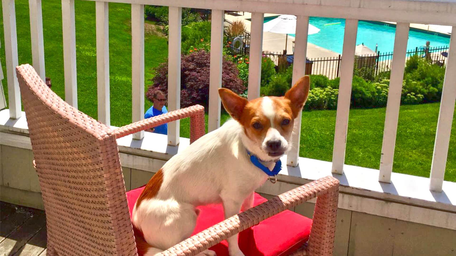 Maine Pet Friendly Lodging and Hotels New England Inns and Resorts