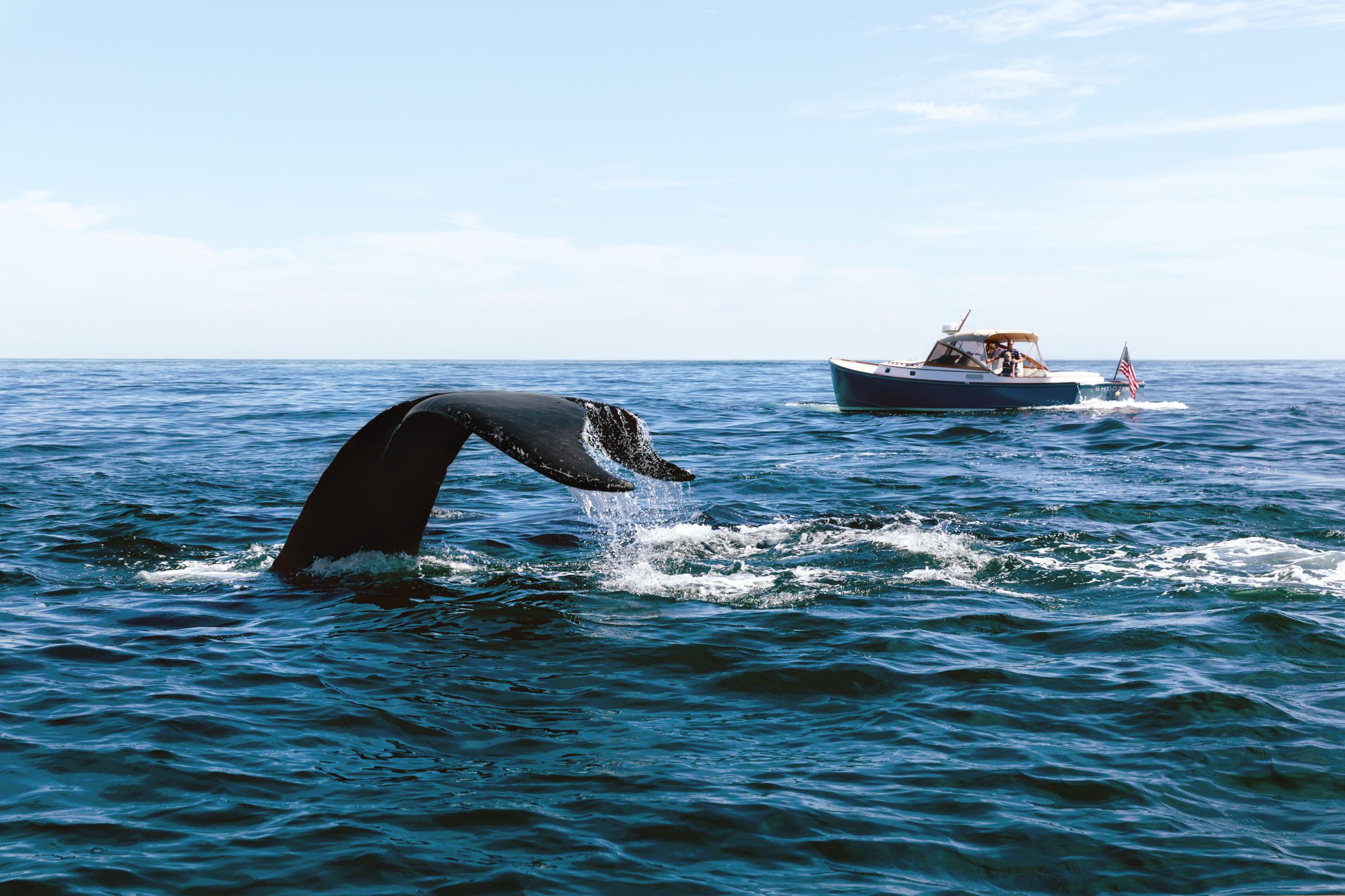 new england whale watching tour