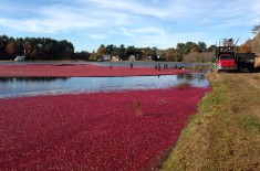 cape cod cranberry bog harvest