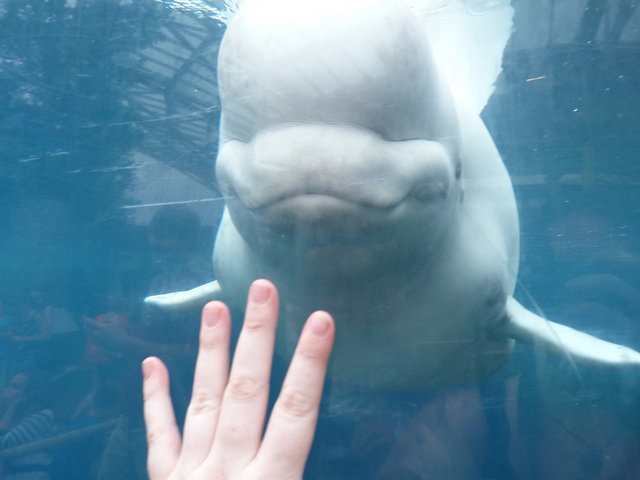 Person holding hand up to a dolphin