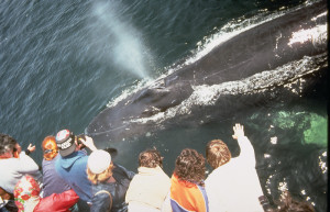 Cape Cod whale watchers looking at whale off the side of the boat