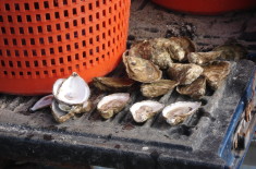 photo: East Dennis Oyster Farm credit: William DeSousa-Mauk