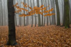 food foraging New England forest 