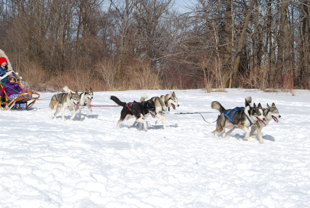 Dog sledding in New England.