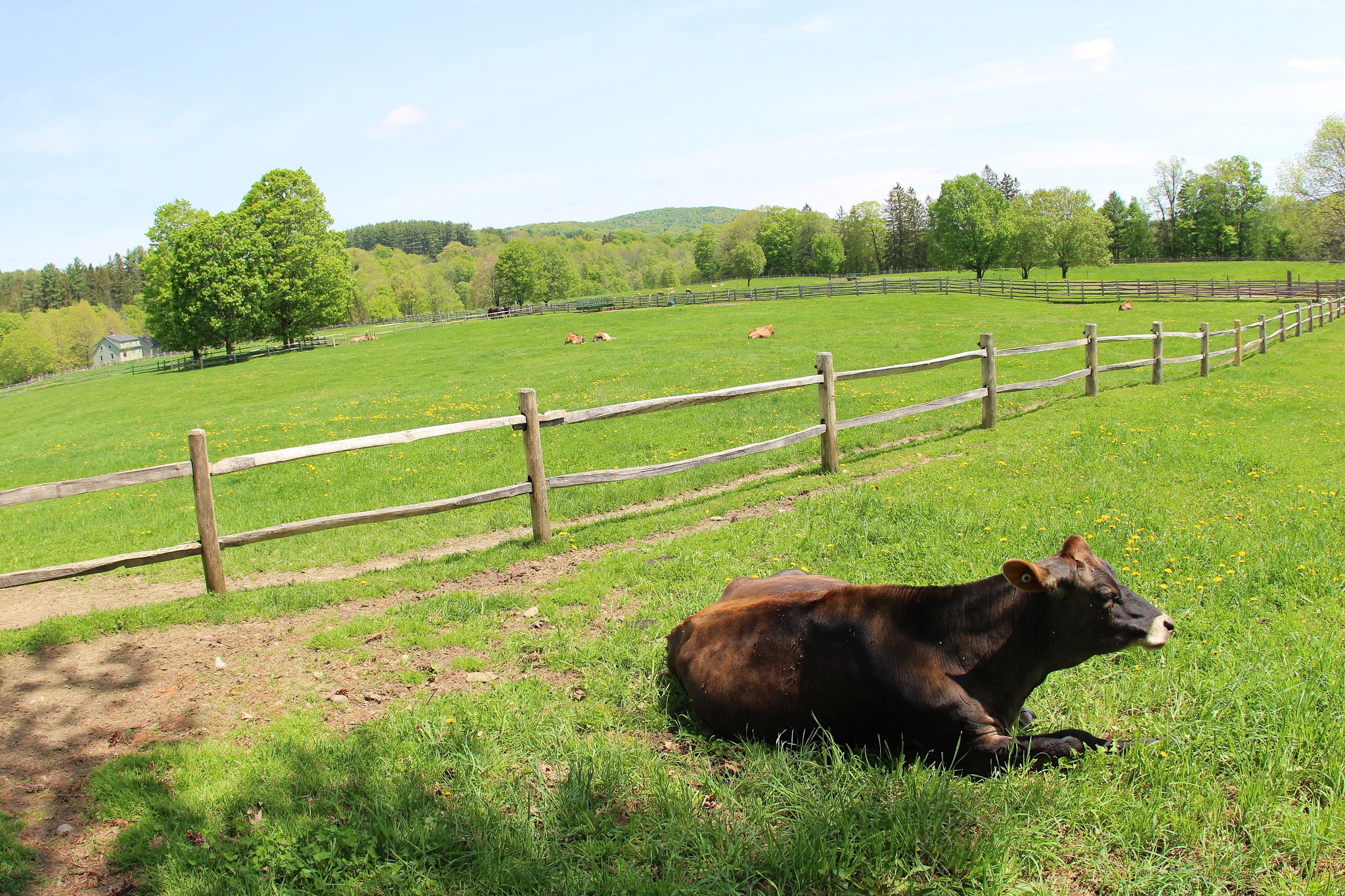 Billings Farm & Museum in Woodstock, Vermont is a perfect first-time New England destination.