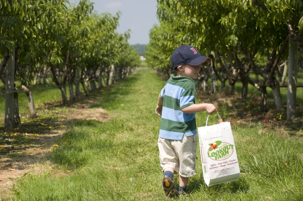 young boy in apple orchard with bag full of apples