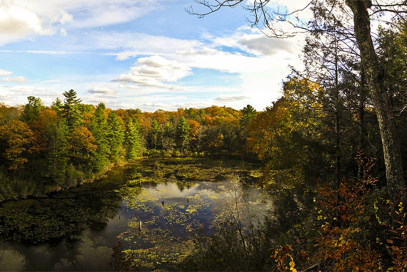 A section of the White Memorial Trails in northwestern Connecticut.