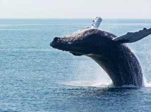 whale watching in cape cad