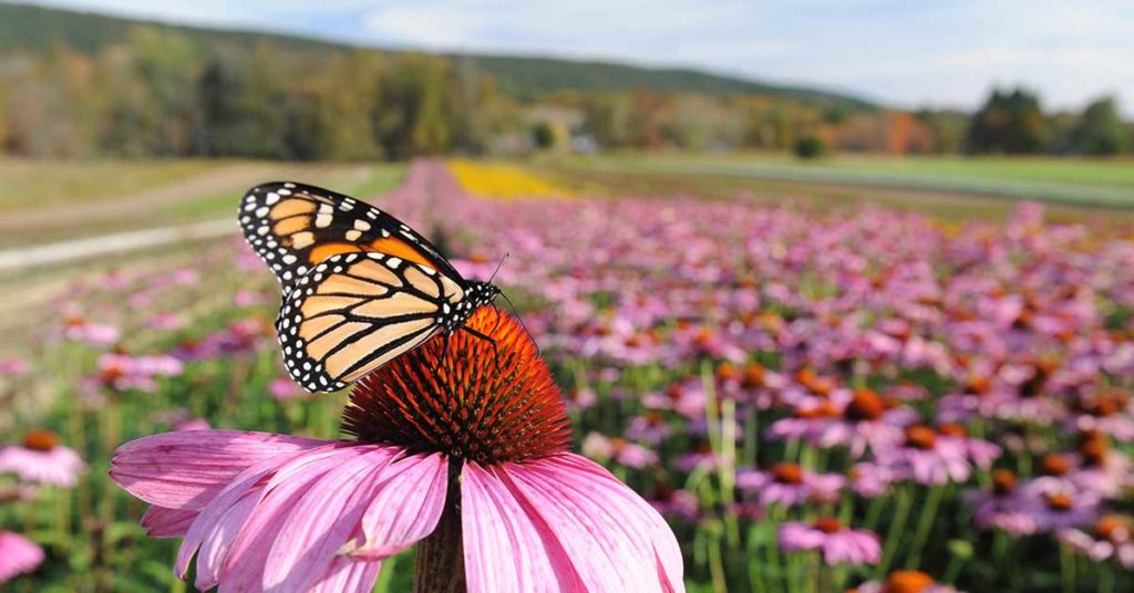 Monarch Butterfly Deerfield, Photo credit: Paul Franz